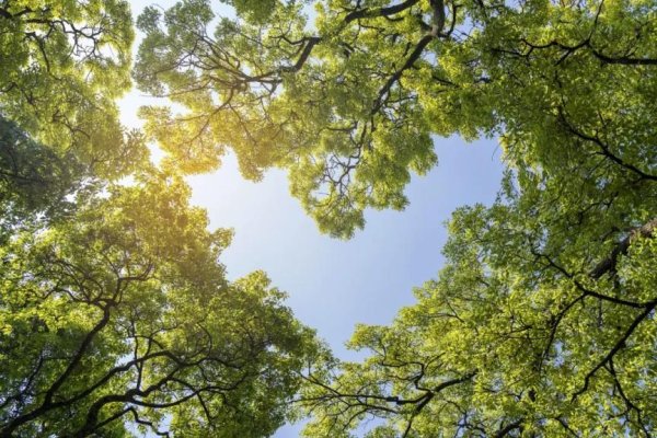 米涂配资 今日，立夏｜这个立夏，来看植物界的活化石！